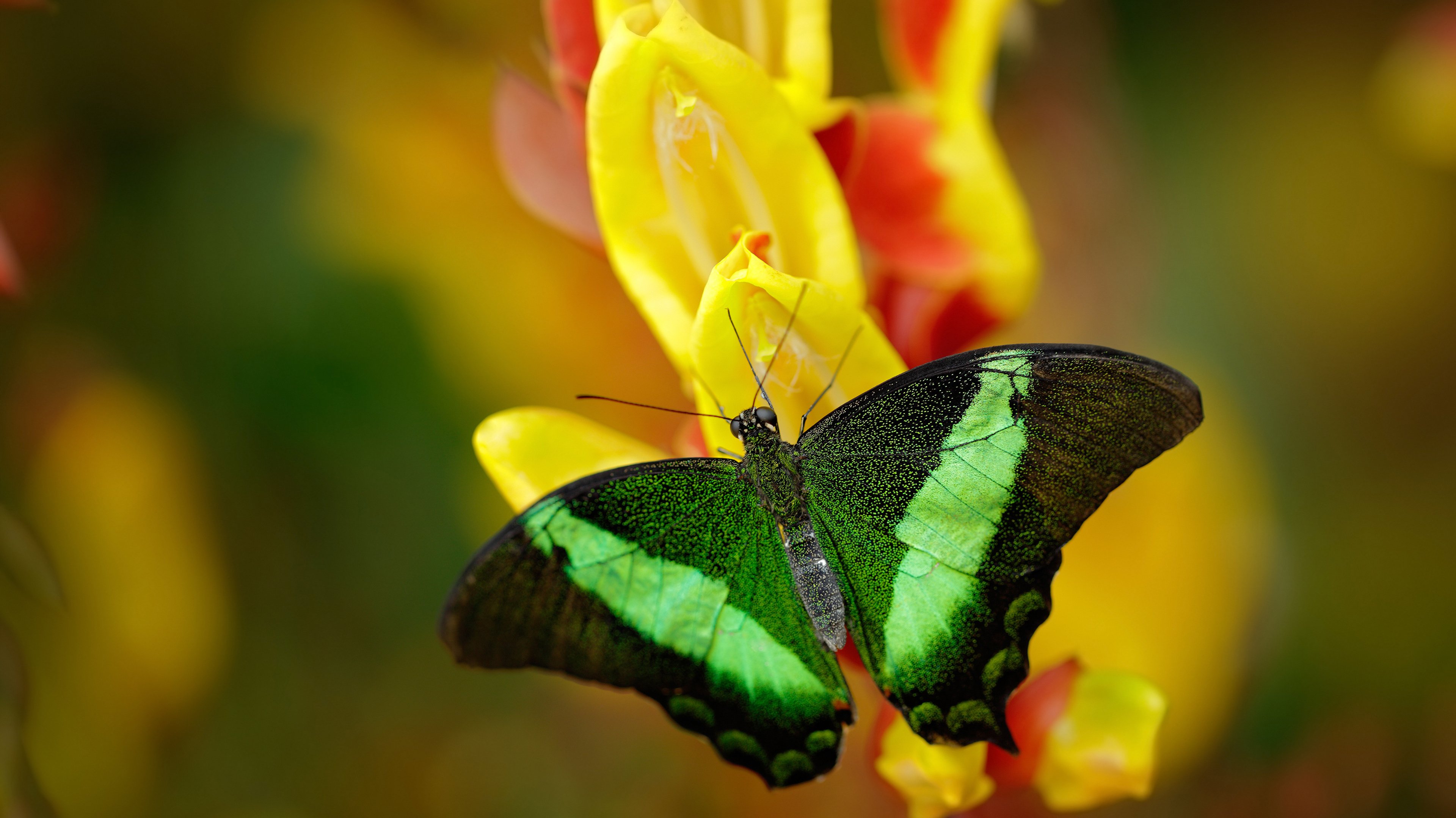 西甲青训心理韧性培养对球员稳定表现的影响,西甲青训心理韧性培养对球员稳定表现的影响有哪些