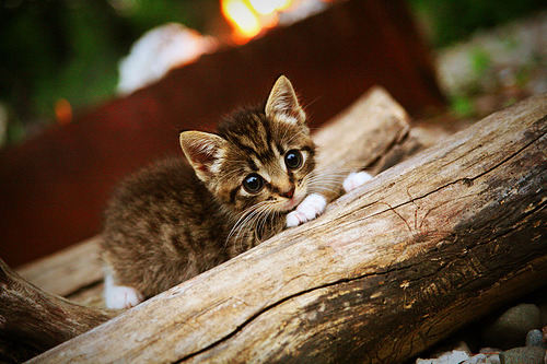 中国三人篮球男队坚持高强度训练,中国三人篮球男队坚持高强度训练的是谁