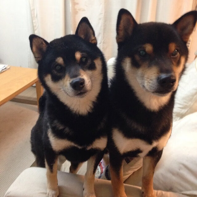 澳男泳队整体节奏精准,澳运男篮赛程