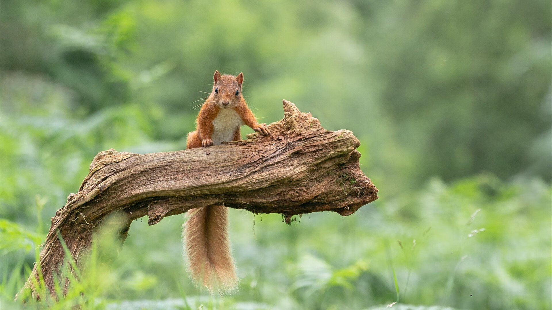 爱游戏在线登录入口-苏炳添锁定胜局田径世锦赛，苏炳添进世锦赛决赛